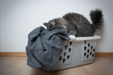 cute cat resting in laundry basket digging in clothesの写真素材