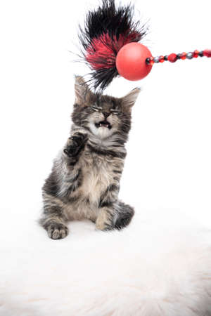 studio portrait of a cute tabby maine coon kitten playing with cats toy isolated on white backgroundの写真素材