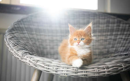 cute ginger tabby white maine coon cat resting on chair in front of backlit windowの写真素材