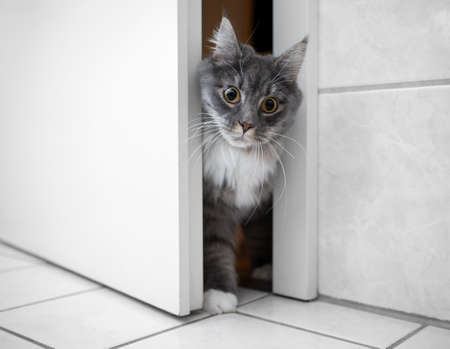 curious blue tabby white maine coon cat entering bath room through narrow door gap looking surprisedの写真素材