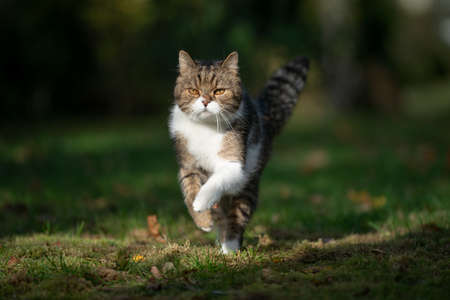 tabby white british shorthair cat running on grass in the sunlight looking aheadの写真素材