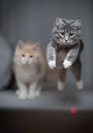 front view of a blue tabby maine coon kitten jumping over the couch to catch the red dot of a laser pointer. another cat in the background is watchingの写真素材