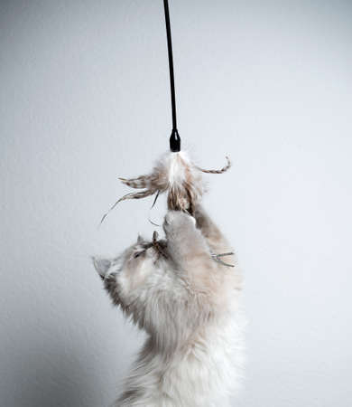 cute blue silver tabby point white ragdoll kitten playing with feather toy moving up catching itの写真素材