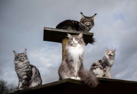 a group of 4 maine coon cats resting on natural diy scratching post outdoors observing the areaの写真素材