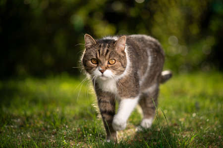 tabby white british shorthair cat outdoors on lawn walking in summertimeの写真素材