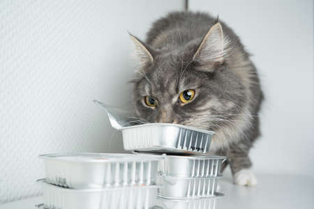 blue tabby maine coon cat eating pet food from aluminum container on white backgroundの写真素材