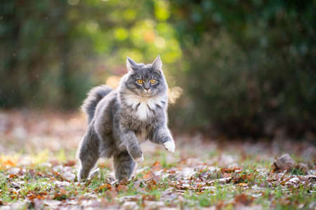 blue tabby maine coon cat outdoors running on grass with autumn leaves looking at camera curiouslyの写真素材