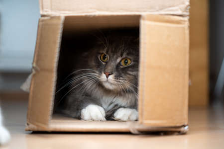 curious maine coon cat hiding in cardboard boxの写真素材