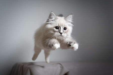 cute playful blue silver tabby point white ragdoll kitten jumping playing looking ahead very focusedの写真素材