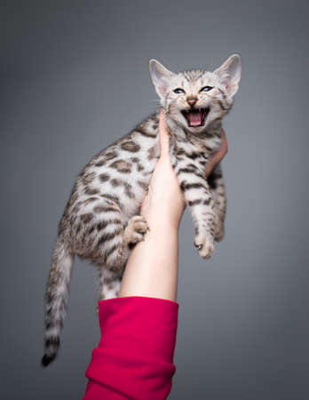 hand of a female person holding 8 week old black silver tabby rosetted bengal kitten looking at camera meowingの写真素材