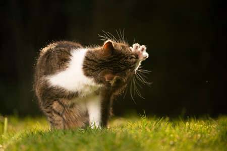 tabby white british shorthair cat outdoors in nature grooming fur licking paw with copy spaceの写真素材