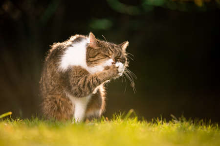 tabby white british shorthair cat outdoors in nature grooming fur licking paw with copy spaceの写真素材