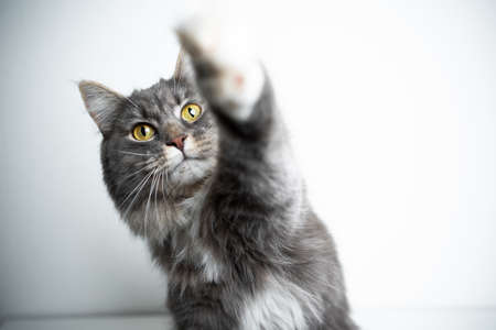 cute Blue tabby white maine coon cat raisig paw reaching for treat on white backgroundの写真素材