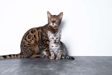two bengal kittens standing on concrete floor in front of white wall. The younger bengal kitten is looking at camera meowing.の写真素材