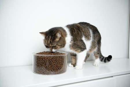 tabby white british shorthair cat eating dry pet food in front of white background with copy spaceの写真素材