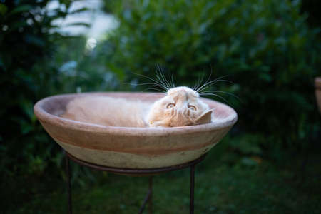 young cream tabby white ginger maine coon cat lying on side in flower pot outdoors in nature looking up curiouslyの写真素材