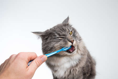 studio shot of human hand brushing teeth of young blue tabby maine coon cat in front of white backgroundの写真素材