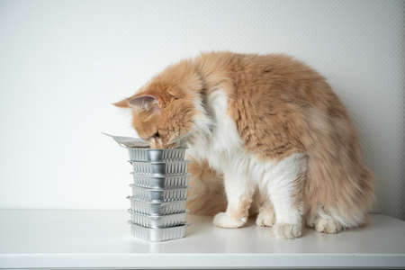 cream colored maine coon cat eating pet food from aluminum container on white background with copy spaceの写真素材