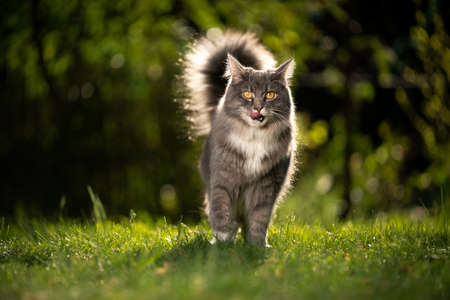 blue tabby maine coon cat with fluffy tail in sunlight outdoors standing on lawn in summertimeの写真素材