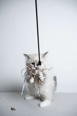 cute blue silver tabby point white ragdoll kitten playing with feather toy standing on hind legsの写真素材