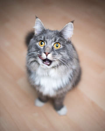 portrait of a blue tabby maine coon cat looking up at camera begging for foodの写真素材