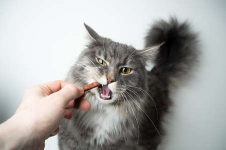 pet owner feeding blue tabby maine coon cat with treat stickの写真素材
