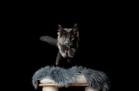 playful maine coon kitten with fluffy tail jumping off scratching post towards camera looking ahead on black backgroundの写真素材