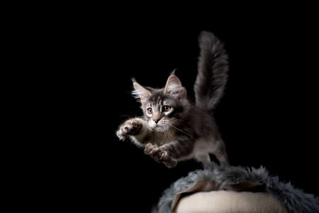 playful tabby maine coon kitten with fluffy tail high up jumping off scratching post hunting looking ahead focused isolated on black backgroundの写真素材
