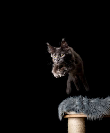 perspective view of a playful blue maine coon kitten jumping off scratching post lookingn ahead focused on target isolated on black backgroundの写真素材