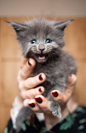 pet owner holding 5 week old cute tiny blue maine coon kitten in hand. the cat is meowing and looking at cameraの写真素材