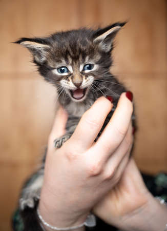 pet owner holding 5 week old cute tiny tabby maine coon kitten in hand. the cat is meowingの写真素材