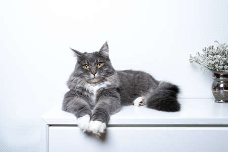 blue tabby maine coon cat with white paws lying on cupboard relaxing looking at cameraの写真素材