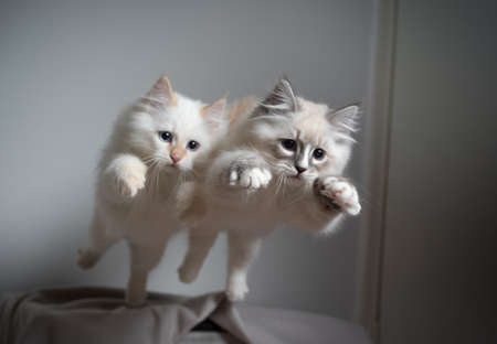two cute playful ragdoll kittens jumping simultaneously flying in the air playingの写真素材