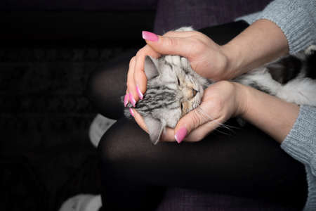 woman holding tiny silver tabby british shorthair kitten in handsの写真素材