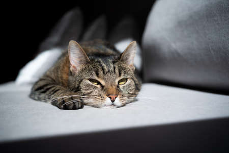 tabby cat lying on sofa in sunlight looking boredの写真素材