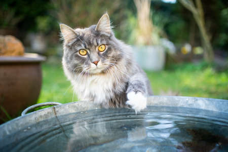 Blue tabby white maine coon cat playing with water in metal bucket outdoors looking at cameraの写真素材
