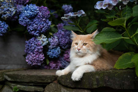 young cream tabby white ginger maine coon cat relaxing on natural stone wall next to hydrangea plant with blue blossomの写真素材