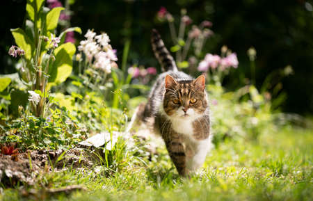 tabby white british shorthair cat walking in garden next to flower bed on a sunny day in springの写真素材