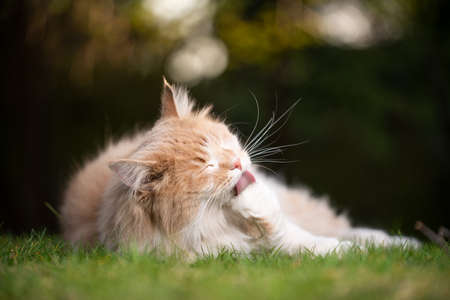 cream colored beige white maine coon cat lying on grass outdoors in nature grooming licking furの写真素材