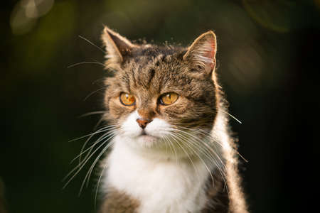 portrait of a beautiful tabby white british shorthair cat looking to the sideの写真素材