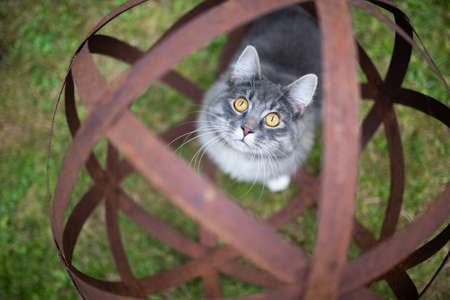 high angle view of a young blue tabby maine coon cat standing in a rusty metal garden sphere sculpture looking up at camera curiouslyの写真素材