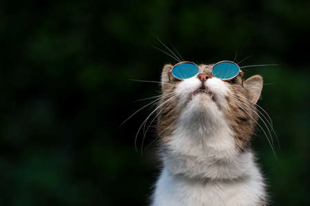 tabby white british shorthair cat wearing funny suglasses looking up in the sky observing birdsの写真素材