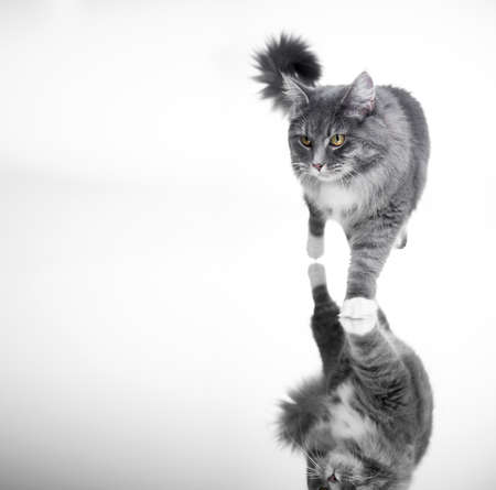 beautiful blue tabby maine coon cat walking towards camera looking ahead isolated on white backgroundの写真素材