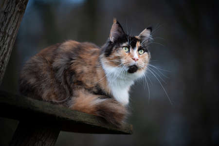 portrait of a black tortie white maine coon cat sitting on wooden platform of a scratching post tree outdoors observing the areaの写真素材