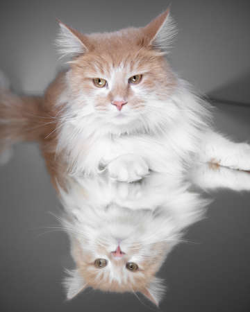 portrait of a cream tabby ginger maine coon cat lying on mirrorの写真素材
