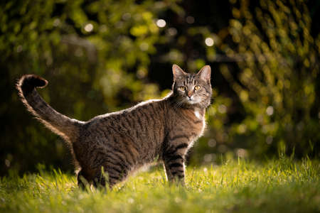 side view of a beautiful tabby cat standing on sunny meadow outdoors in natureの写真素材