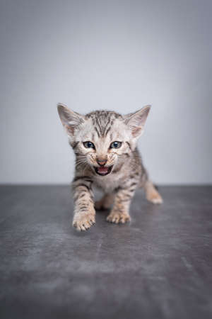 8 week old black silver tabby rosetted bengal kitten walking towards camera on concrete floor looking at camera meowingの写真素材