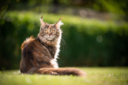 beautiful calico maine coon cat sitting on grass outdoors in sunlight looking back at cameraの写真素材