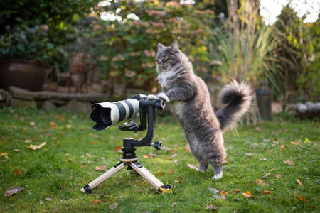 cat standing behind mirrorless camera with tele lens on a wooden tripod with gimbal looking like a photographerの写真素材