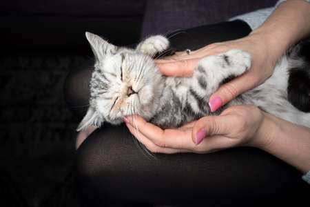 sleepy silver tabby british shorthait kitten enjoying getting stroked by womanの写真素材